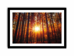 Sunshine 12  Art Print