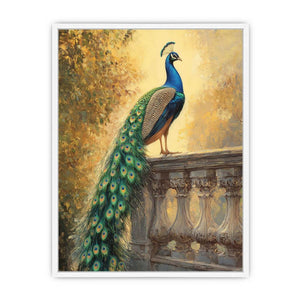 Peacock Sunset Glory  Framed Print