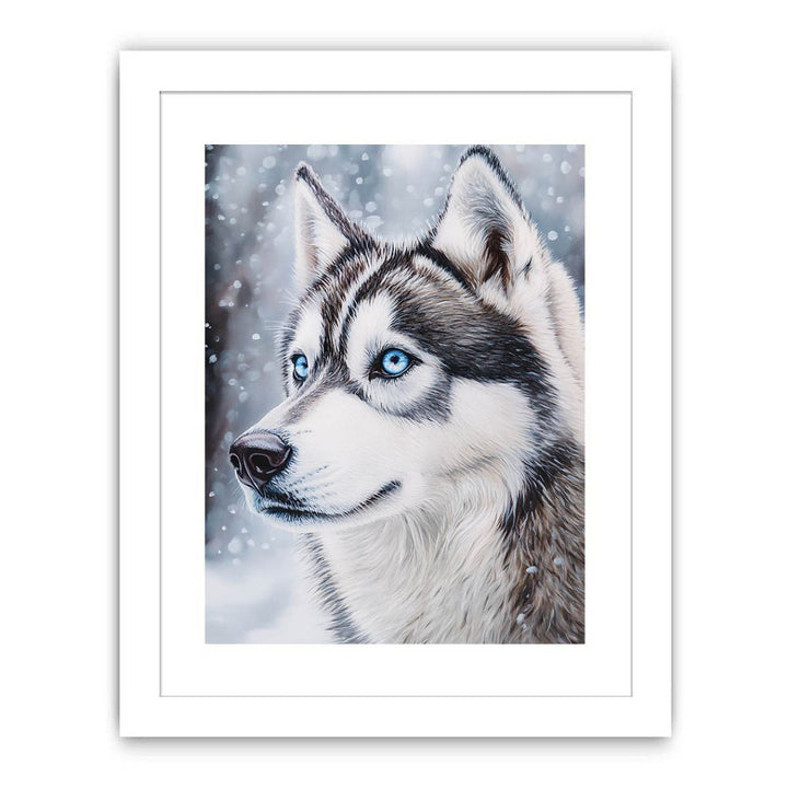 Husky Streched canvas