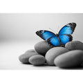 Wings Of Serenity
