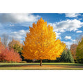 Vibrant Autumn