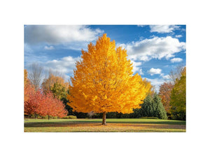 Vibrant Autumn