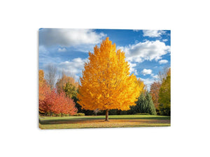 Vibrant Autumn Canvas Print