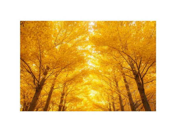 Golden Autumn Forest