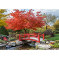 Japanese Maple