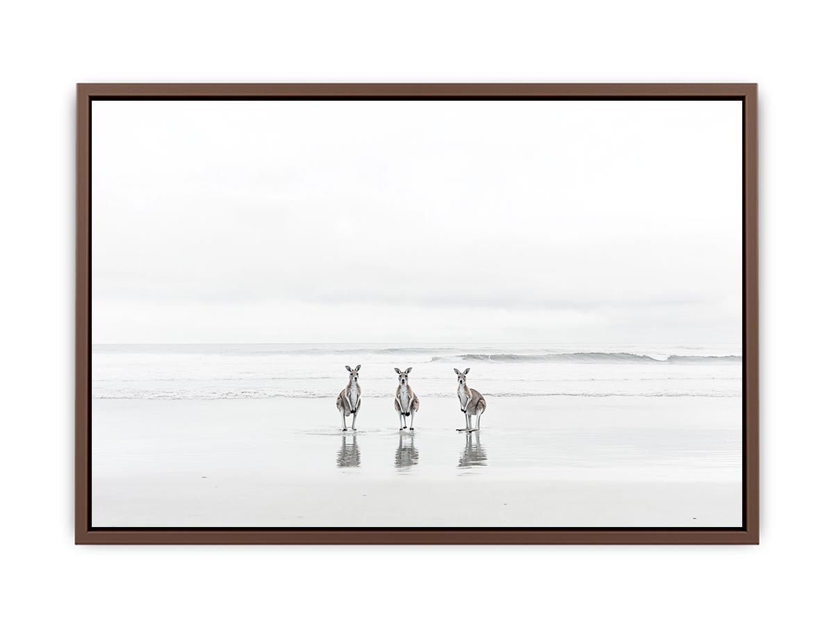 kangaroo On Beach  Poster