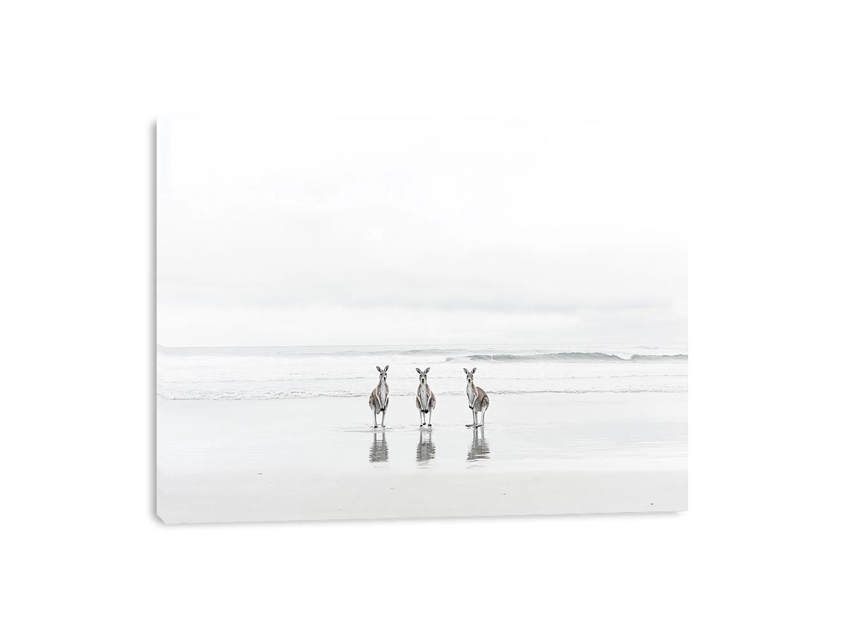 kangaroo On Beach Canvas Print
