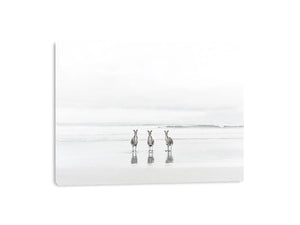 kangaroo On Beach Canvas Print