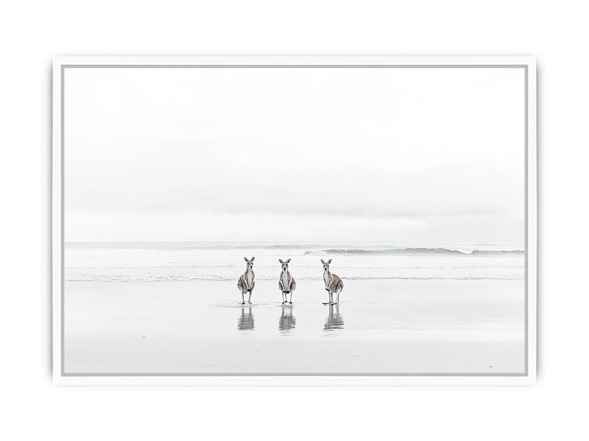 kangaroo On Beach Framed Print