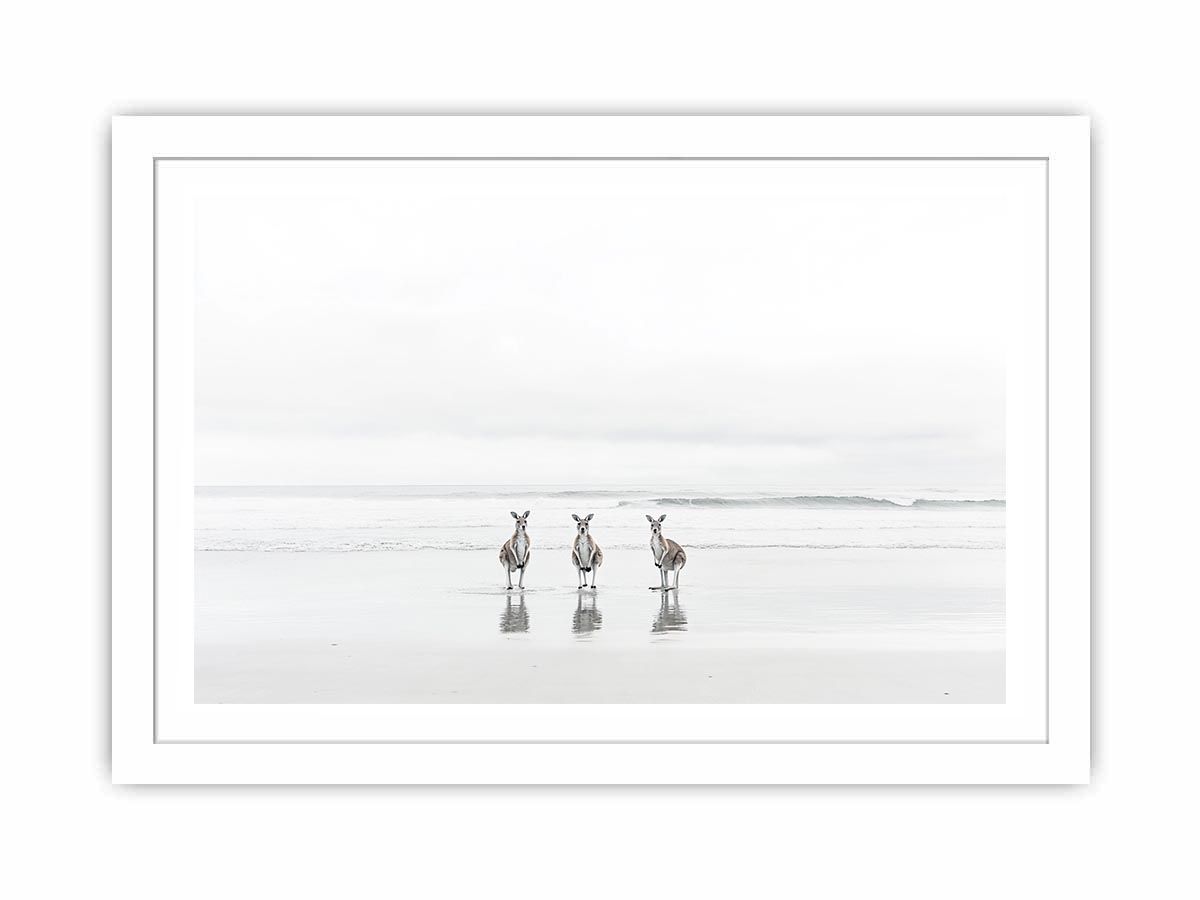 kangaroo On Beach Streched canvas