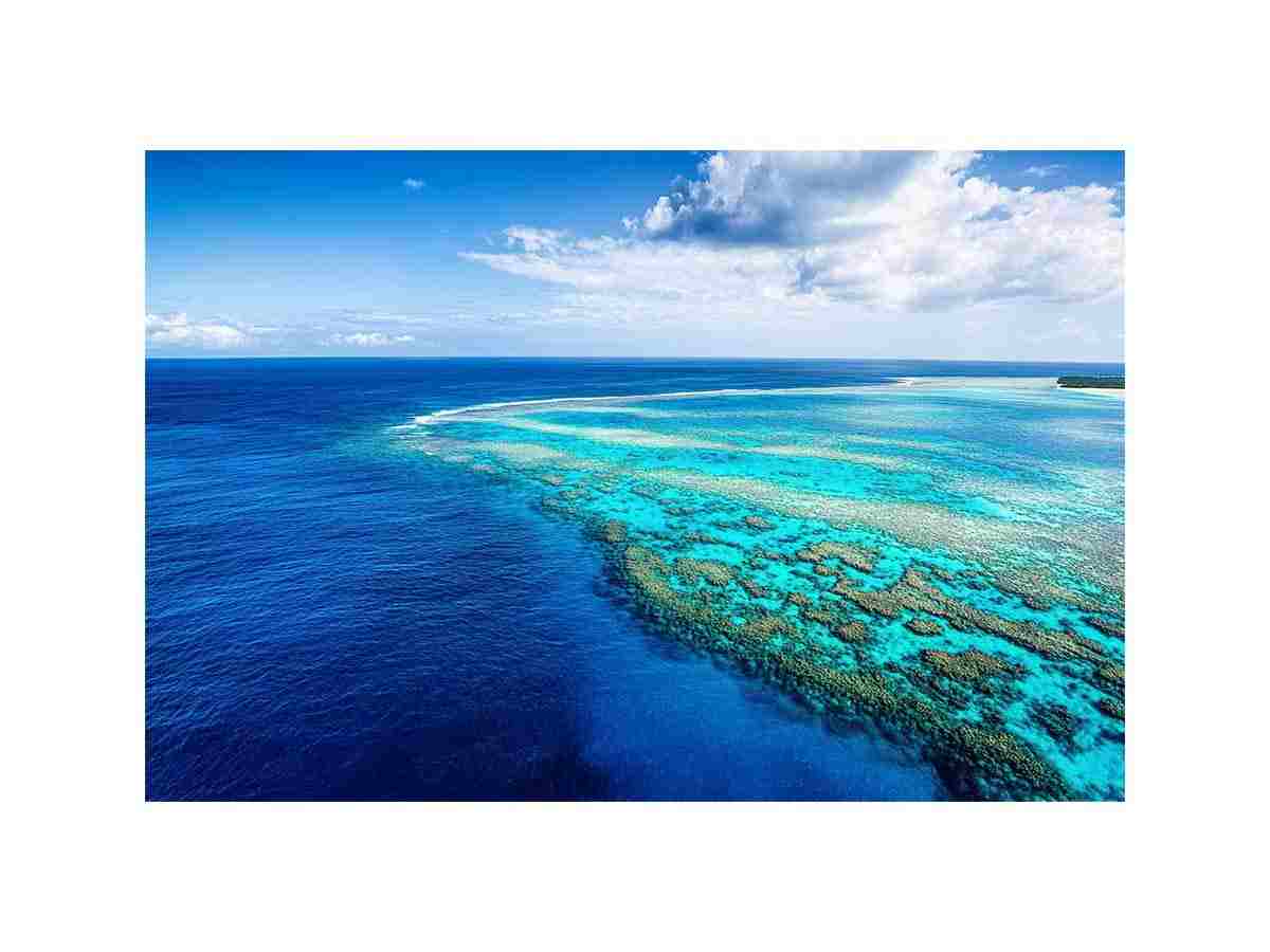 The Reef's Embrace