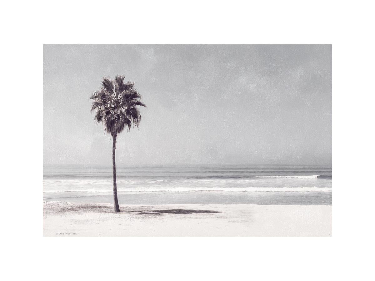 Palm on beach