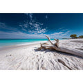 Driftwood on beach
