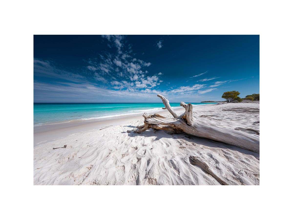 Driftwood on beach