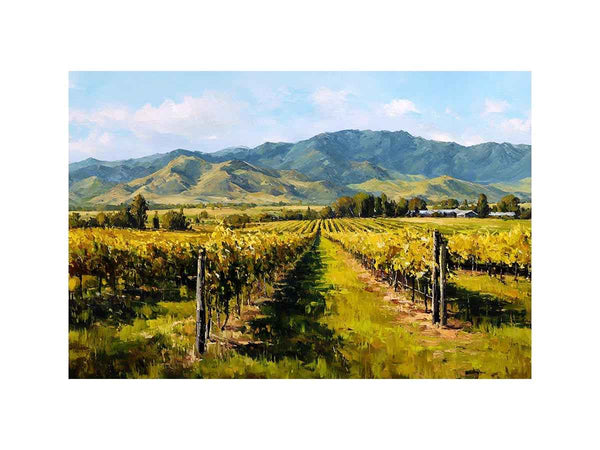 Marlborough Vineyards