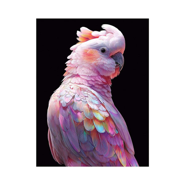 Cockatoo Rainbow