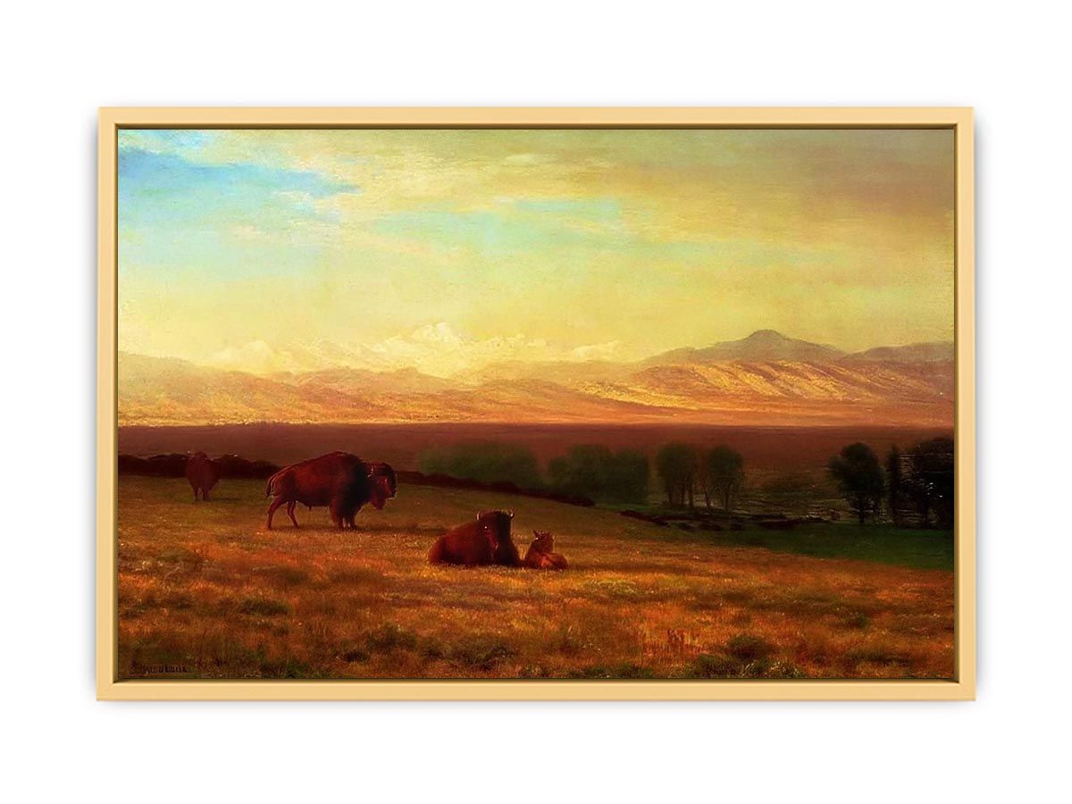 Buffalo on the Plains, c.1890 Streched canvas