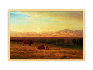 Buffalo on the Plains, c.1890 Streched canvas
