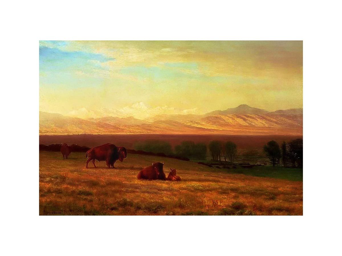 Buffalo on the Plains, c.1890 by Albert Bierstadt