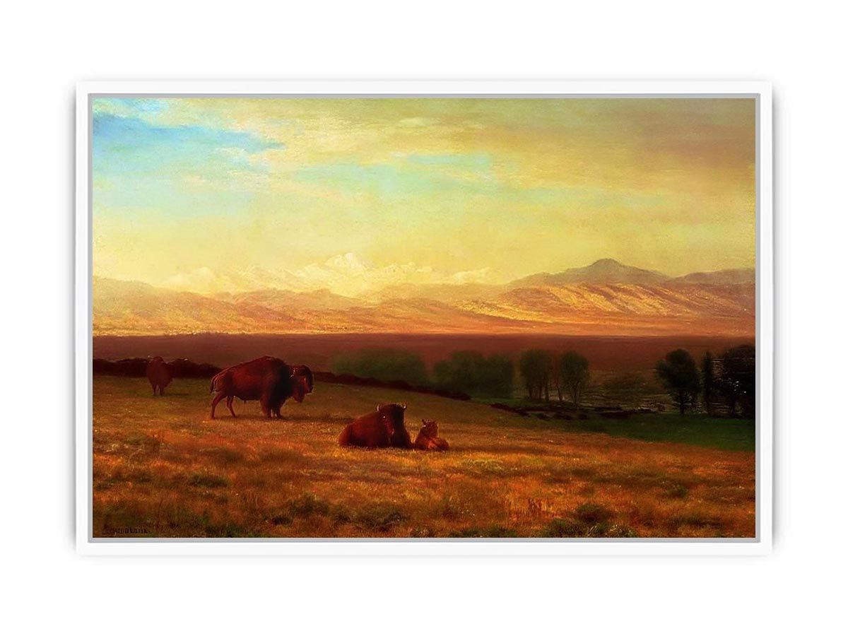 Buffalo on the Plains, c.1890 Framed Print