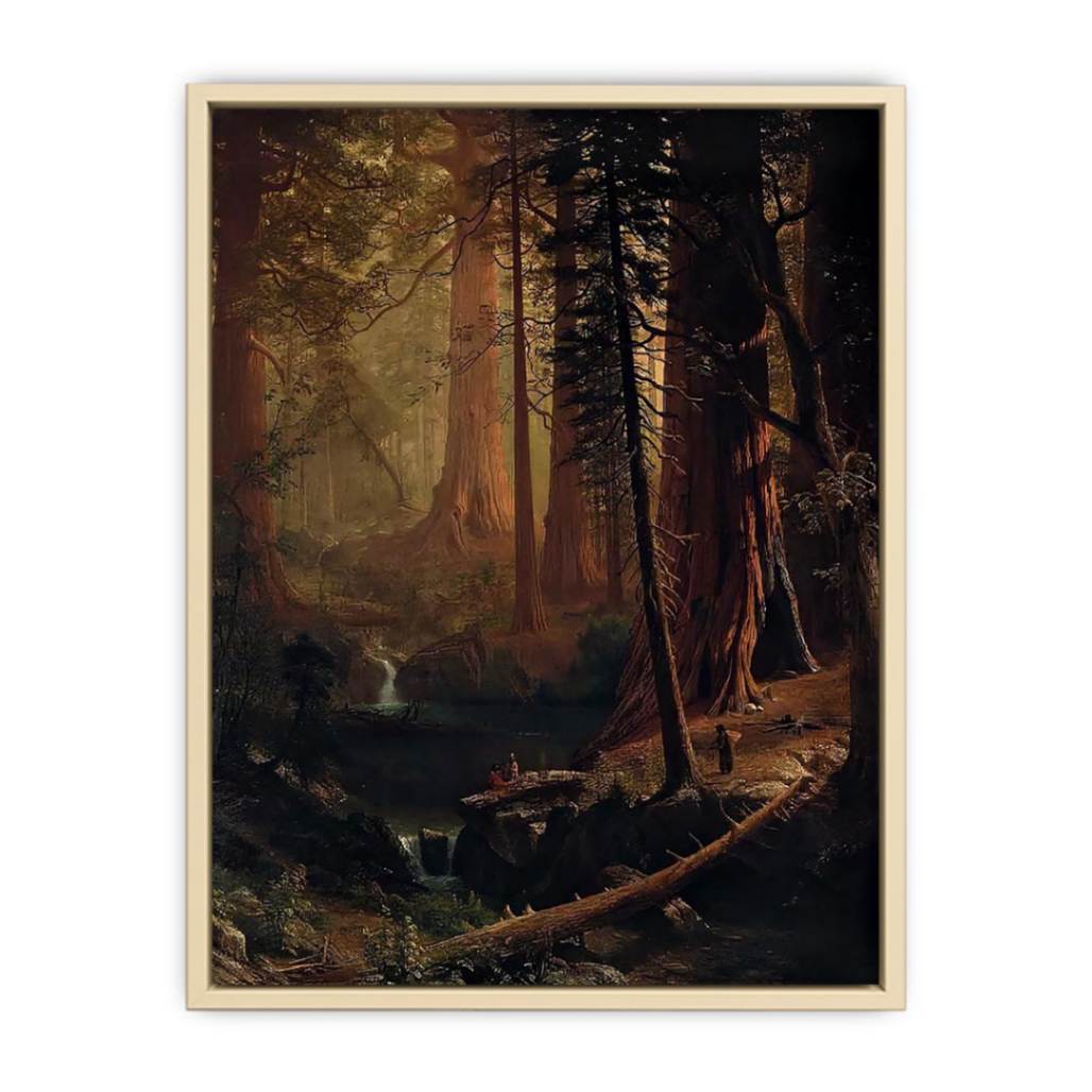 Giant Redwood Trees of California  Art Print