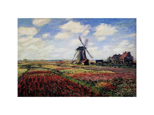 Field Of Tulips In Holland