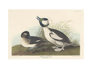 And Buffel-Headed Duck