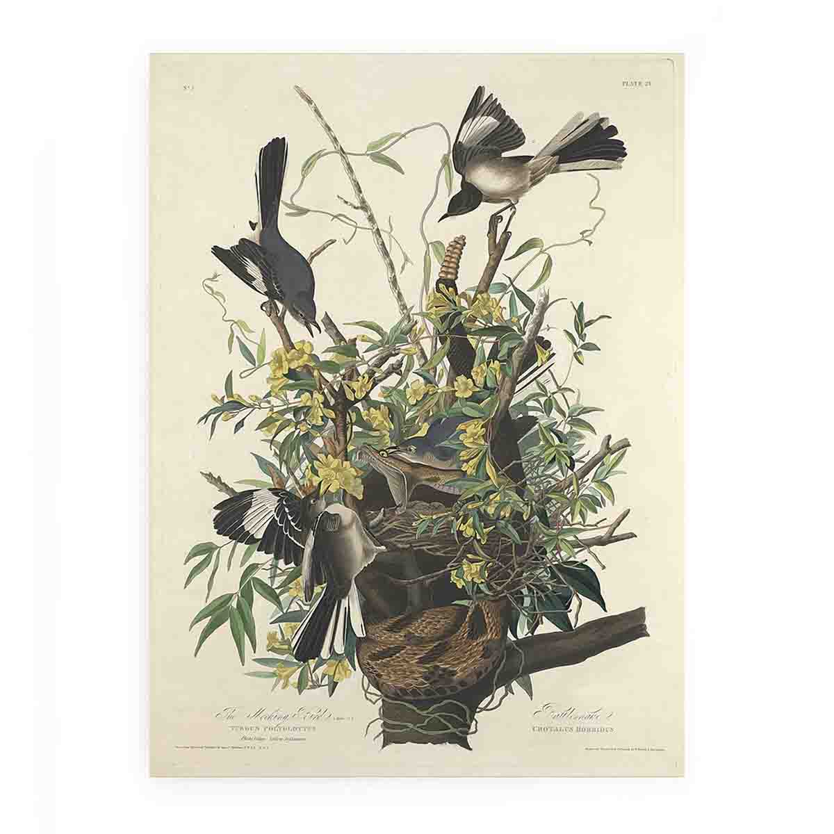 The Mocking Bird (Plate 21)