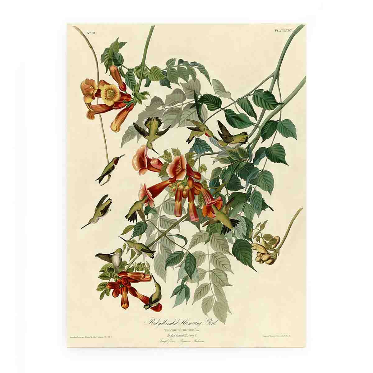 Ruby-Throated Humming Bird