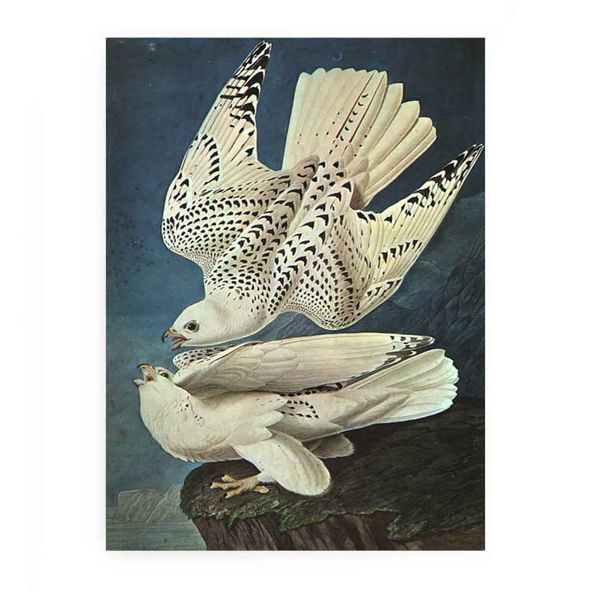 White Gerfalcons