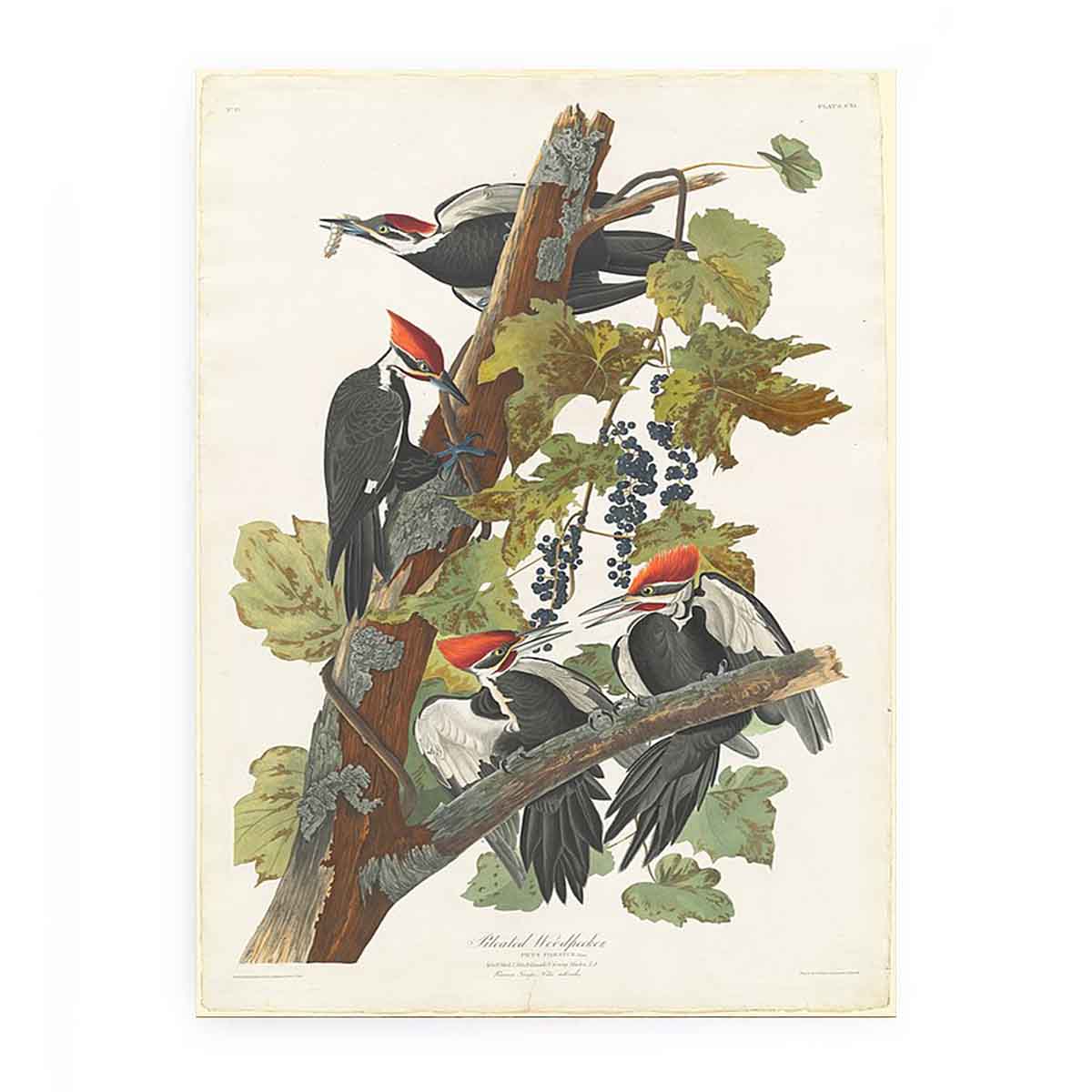 Pileated Woodpecker