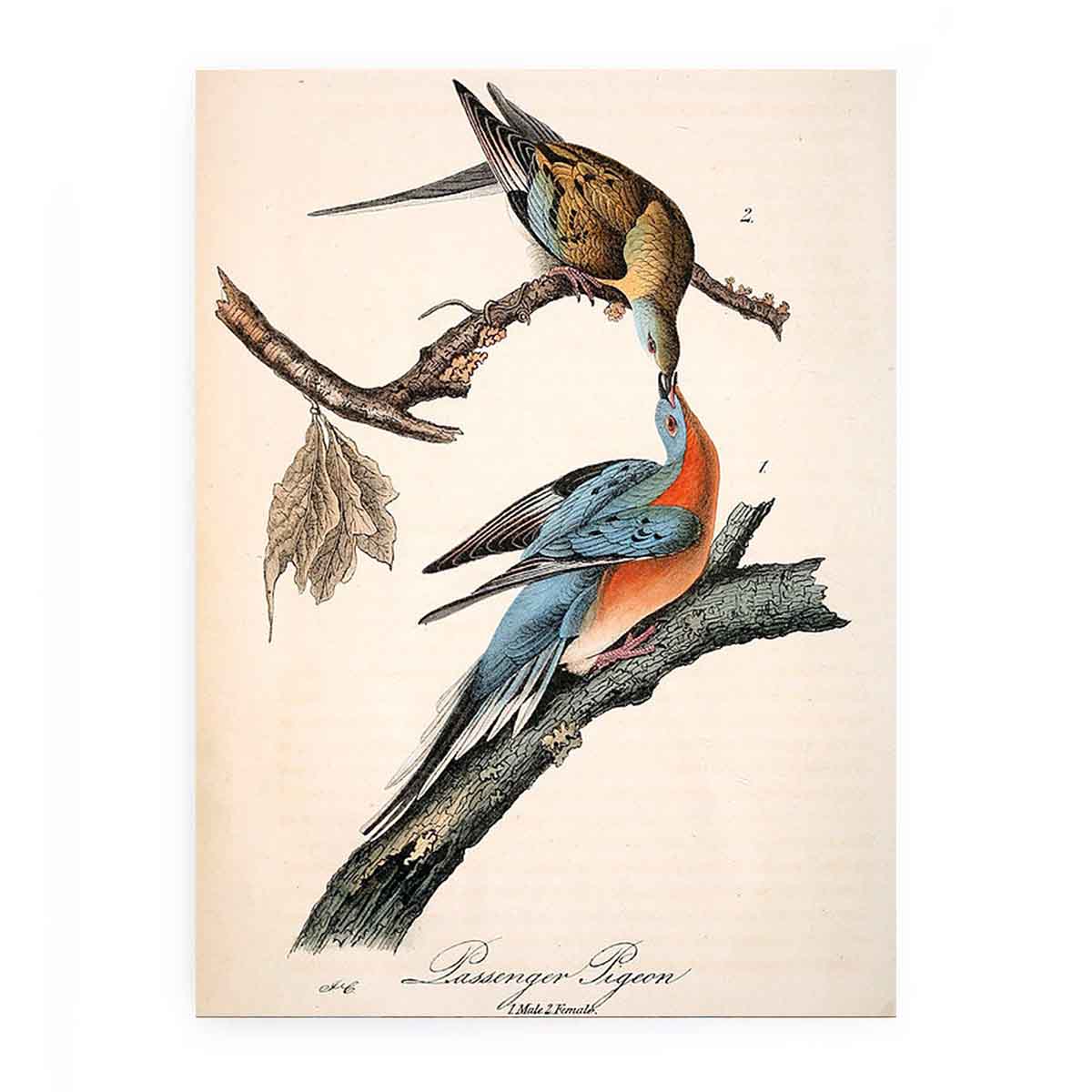 Passenger Pigeon, from 'Birds of America'