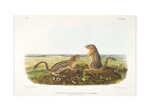 Leopard Spermophile Spermophilus Tridecemlineatus