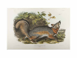 Grey Fox
