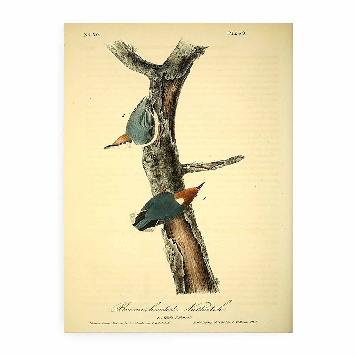 Brown headed nuthatch