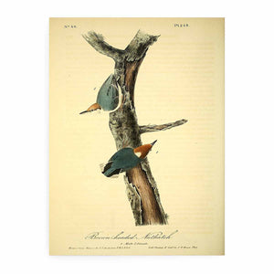 Brown headed nuthatch