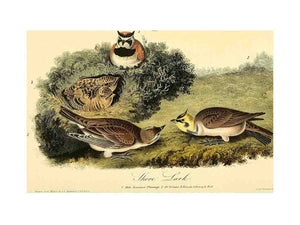 Shore Lark