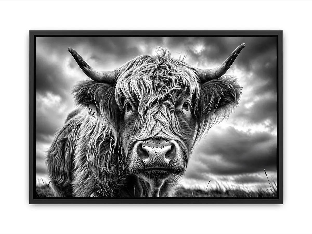 Highland cow in a stormy field