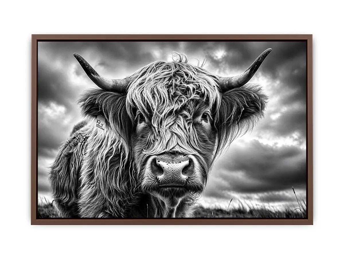 Highland cow in a stormy field