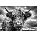 Highland cow in a stormy field