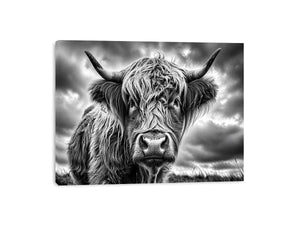 Highland cow in a stormy field
