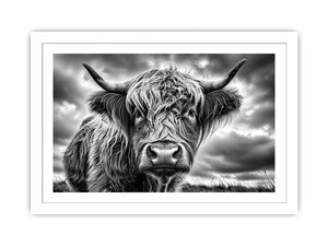 Highland cow in a stormy field