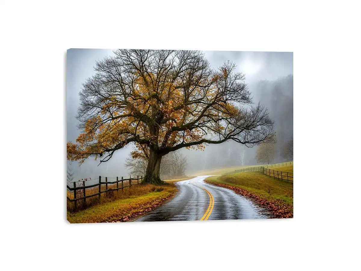 Mist-covered autumn road and tree