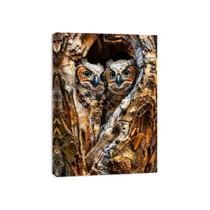 Two baby owls in a tree hollow
