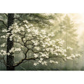 Misty morning in a flowering forest