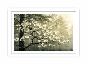 Misty morning in a flowering forest