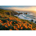 Sunlit coastal cliffs and wildflowers