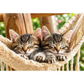 Sleeping kittens in a hammock