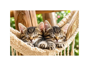 Sleeping kittens in a hammock