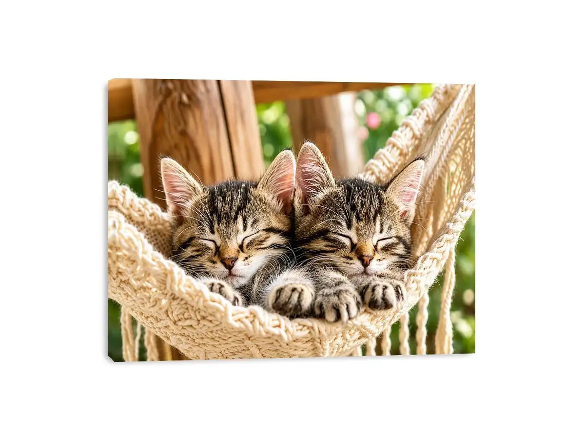 Sleeping kittens in a hammock